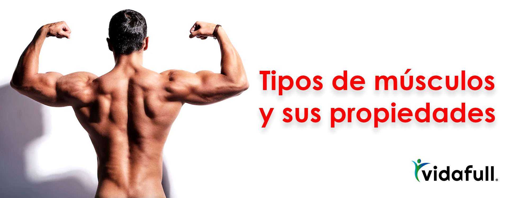 Tipos de músculos y sus propiedades Tipos de músculos y sus propiedades