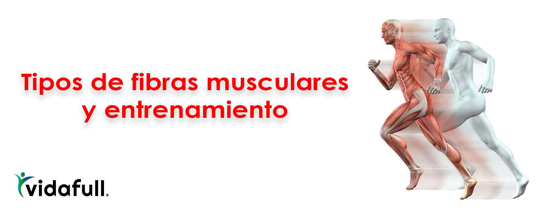Tipos de fibras musculares y entrenamiento