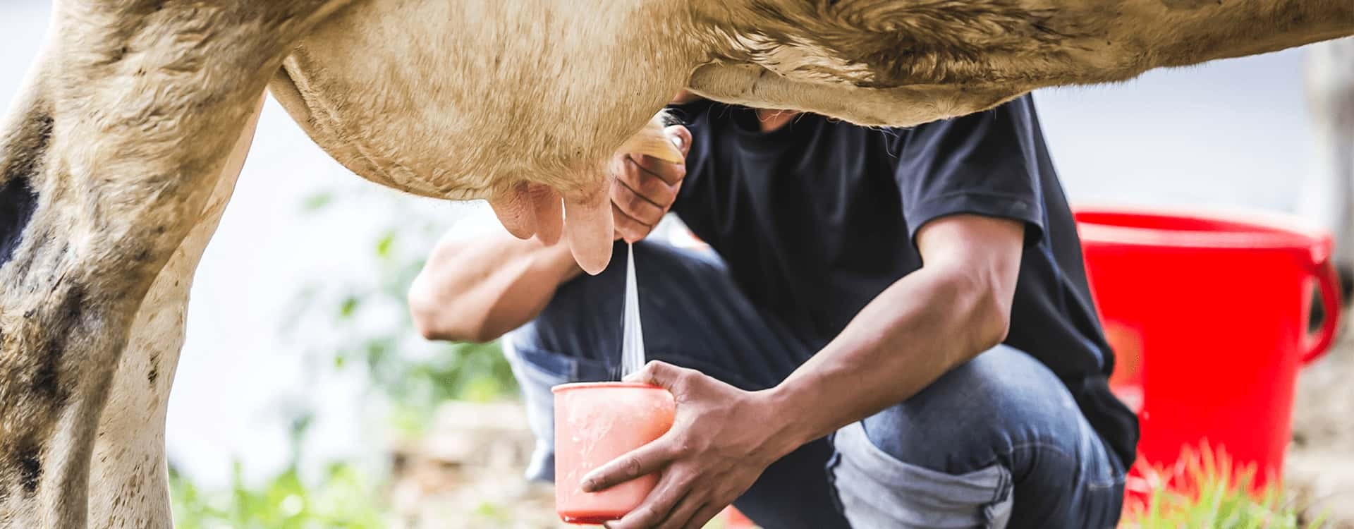 Breve historia de la leche